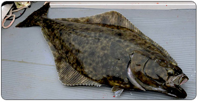 halibut fishing in prince rupert with deep sea charters