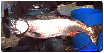 spring salmon aboard the ocean slayer fishing with deep sea fishing charters